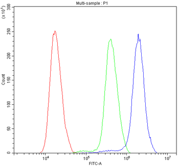 Anti-ATF1 Antibody