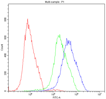 Anti-ATF2 Antibody
