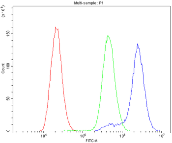 Anti-alpha 1 Catenin/CTNNA1 Antibody
