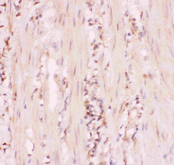 Anti-MRP4/ABCC4 Antibody