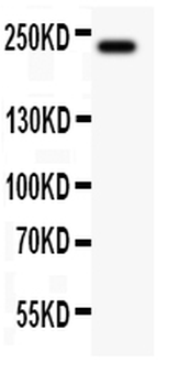 Anti-MUC4 Antibody