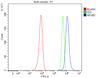 Anti-NFkB/NFKB1 p105/p50 Antibody