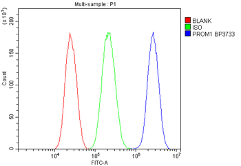 Anti-PROM1 Antibody