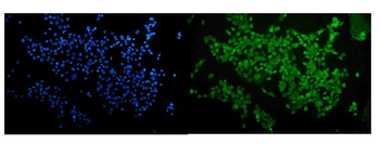 Anti-RUNX2 Antibody