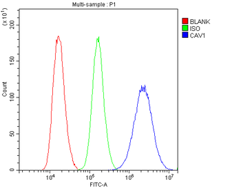 Anti-Caveolin-1/CAV1 Antibody