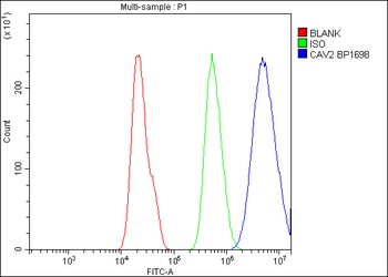 Caveolin-2/CAV2 Antibody