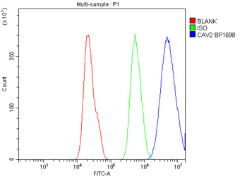Anti-Caveolin-2/CAV2 Antibody