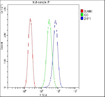 Anti-Dihydrofolate reductase (DHFR) Antibody
