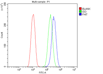 Anti-FHIT Antibody