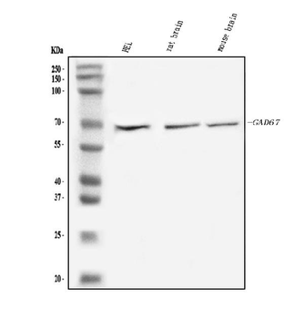 Anti-GAD67/GAD1 Antibody