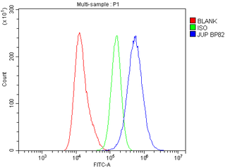 Anti-gamma Catenin/JUP Antibody