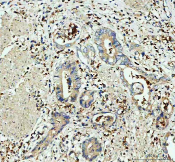 Anti-Glutathione Peroxidase 1/GPX1 Antibody