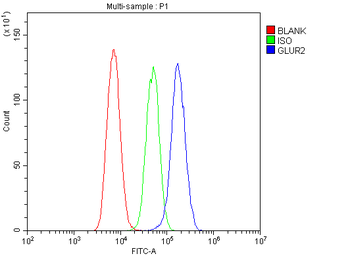 Anti-Ionotropic Glutamate receptor 2/GRIA2 Antibody