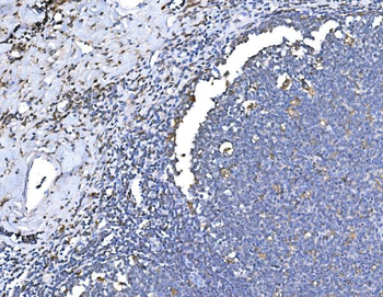 Anti-Heme Oxygenase 1/HMOX1 Antibody
