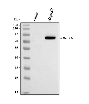 Anti-HNF1/HNF1A Antibody