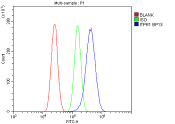 Anti-IP3 receptor/ITPR1 Antibody