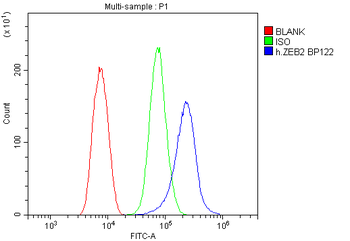 Anti-Smad Interacting Protein 1/ZEB2 Antibody