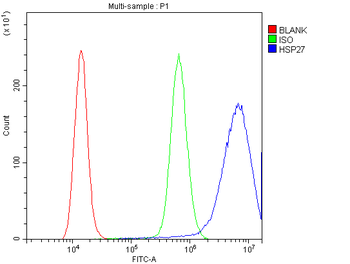 Anti-Hsp27/HSPB1 Antibody