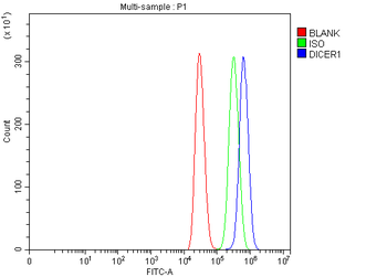 Anti-Dicer/DICER1 Antibody