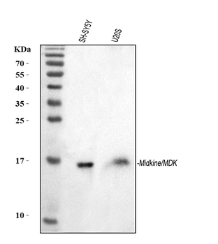 Anti-Midkine/MDK Antibody