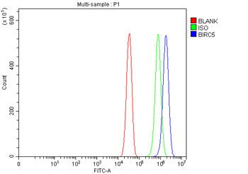 Anti-Survivin/BIRC5 Antibody