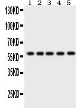 Anti-Occludin/OCLN Antibody