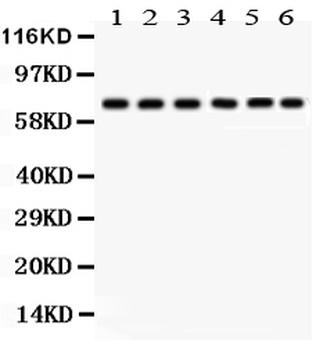 PKC delta/PRKCD Antibody