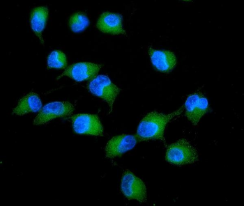 Anti-PKC delta/PRKCD Antibody