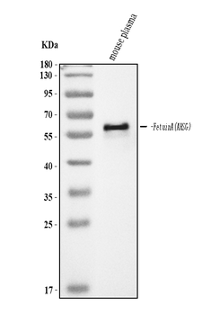 Anti-Fetuin A/AHSG Antibody