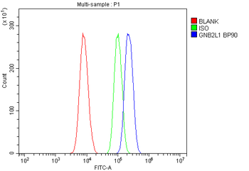 Anti-RACK1 GNB2L1 Antibody