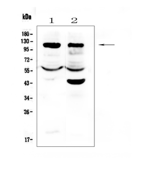 HIF-1-alpha/HIF1A Antibody