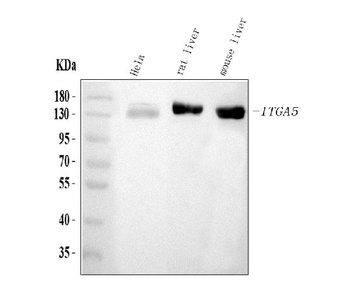 Integrin alpha 5/ITGA5 Antibody