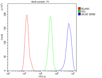 Anti-MCM7 Antibody