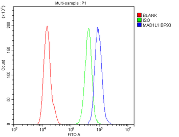Anti-MAD1/MAD1L1 Antibody