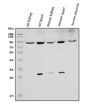 Anti-Mitofusin 1/MFN1 Antibody