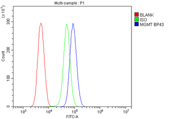 Anti-MGMT Antibody