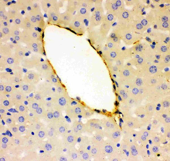 Anti-Von Willebrand Factor/VWF Antibody
