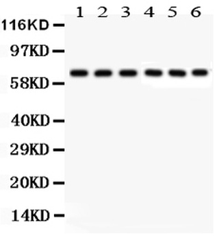 Kininogen 1/KNG1 Antibody