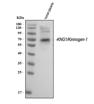 Anti-Kininogen 1/KNG1 Antibody