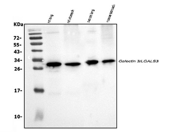 Galectin 3/LGALS3 Antibody