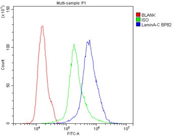 Anti-Lamin A+C/LMNA Antibody