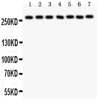 LRRK2 Antibody