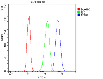 Anti-MSH2 Antibody