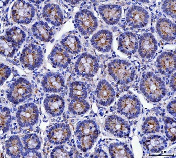 Mucin 5AC/MUC5AC Antibody