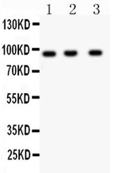 HEF1/NEDD9 Antibody