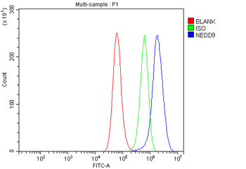 Anti-HEF1/NEDD9 Antibody