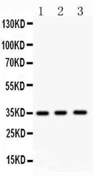 Anti-Nkx2.5/NKX2-5 Antibody