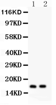 Anti-ANP/NPPA Antibody