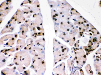 Anti-PARK7/DJ1 Antibody