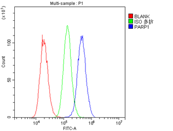 Anti-PARP/PARP1 Antibody